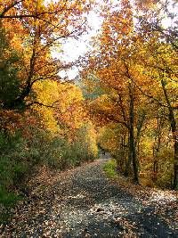 Fuentes Medicinales de Noceda