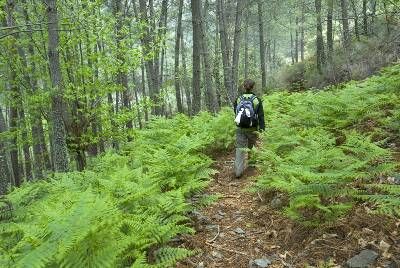 Chorrito de Ovejuela