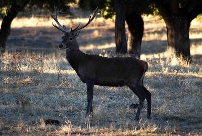 Sendero Venta del Charco - El Cerezo