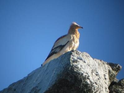 Ruta TRINO: Pueblos y Escarpes (Ruta Ornitológica)