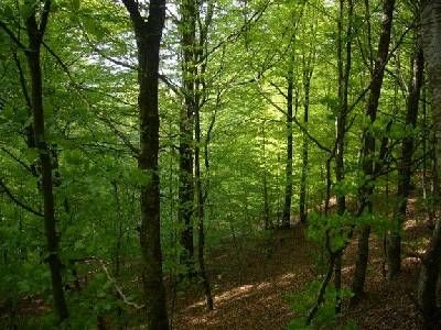 Paseo ornitológico con guía en Bertiz