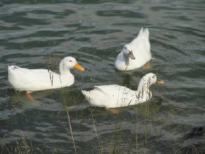 Paraje Natural Cola del Embalse de Arcos