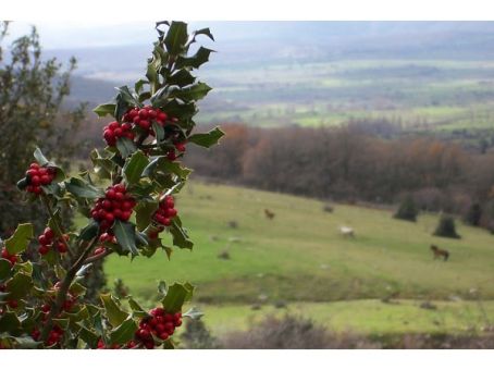 Ruta por el Acebal de Garagüeta