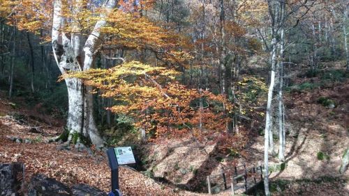 Camino del Molino de la Dehesa y del Haya