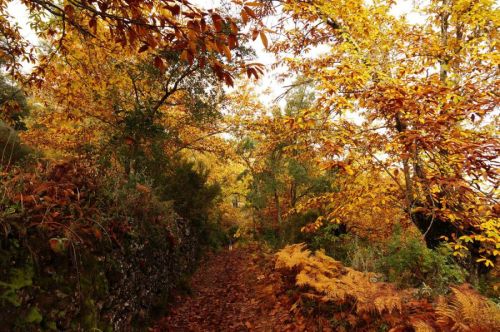 Santa Ana La Real - Cascada Joyoarancón - Bosque De Las Letras