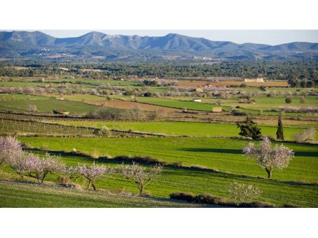 La Llanura Central del Alt Camp