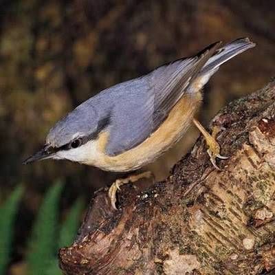 Paseo ornitológico con guía en Bertiz