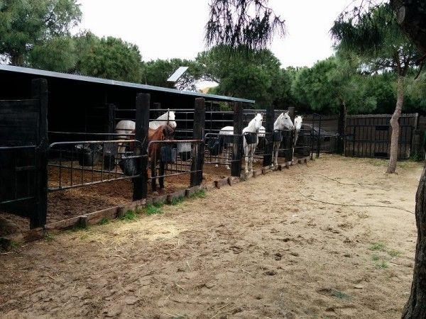 Parque Natural De Doñana a caballo