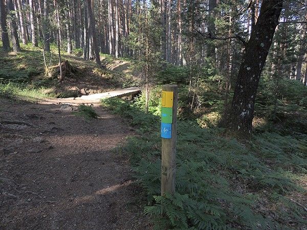Ruta del TEJO MILENARIO de Rascafría