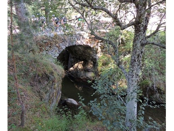 Ruta del TEJO MILENARIO de Rascafría