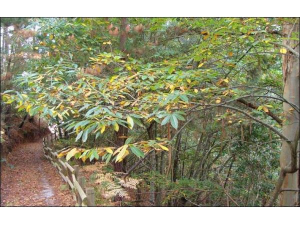 Senda Verde Del Brezo