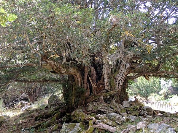 Ruta del TEJO MILENARIO de Rascafría