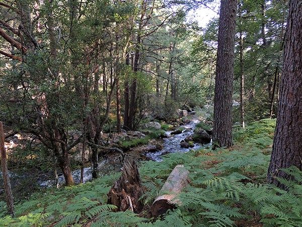 Ruta del TEJO MILENARIO de Rascafría