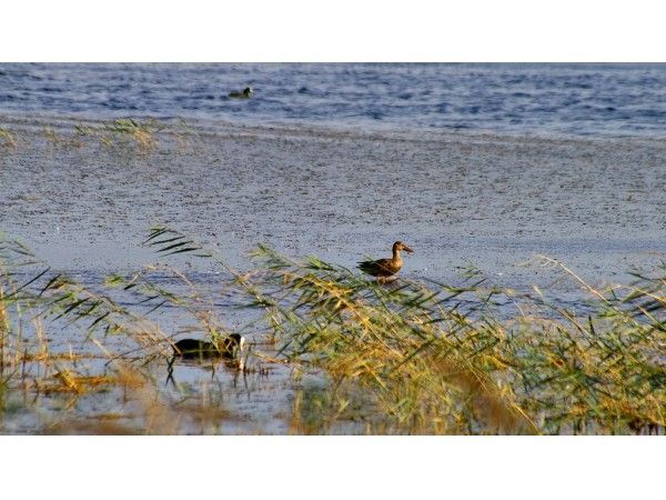 La Laguna de Pitillas