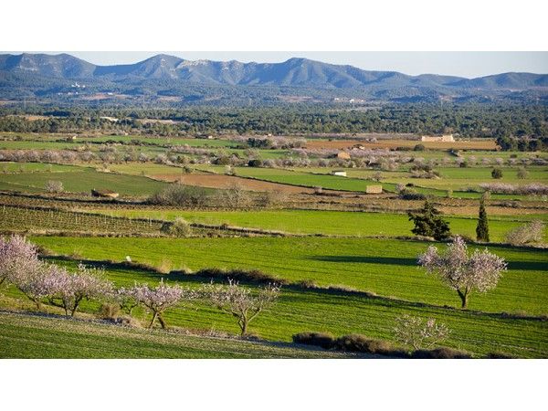 La Llanura Central del Alt Camp