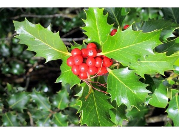 Ruta por el Acebal de Garagüeta