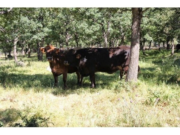 La Chorrera de San Mamés