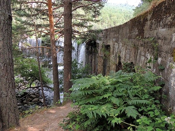 Ruta del TEJO MILENARIO de Rascafría
