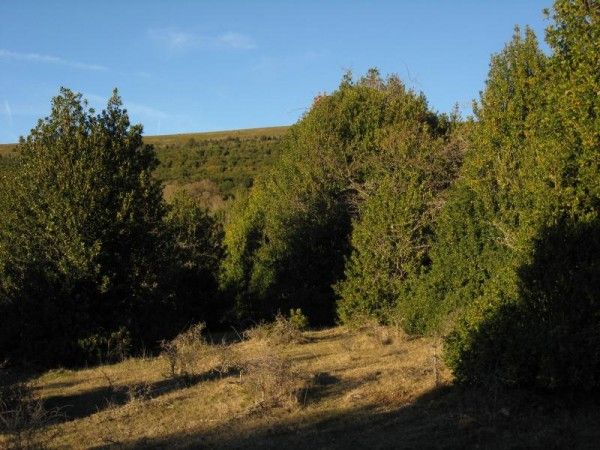 Ruta por el Acebal de Garagüeta