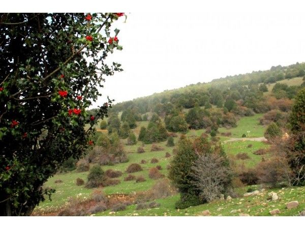 Ruta por el Acebal de Garagüeta