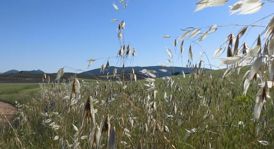 Salinas - Pantano de Iznájar