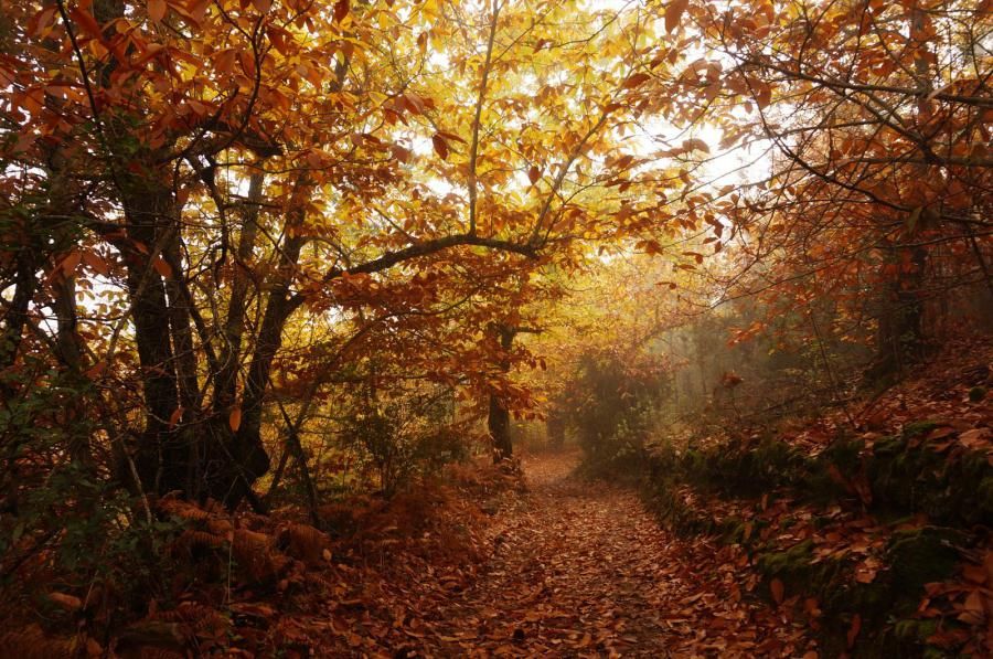 Santa Ana La Real - Cascada Joyoarancón - Bosque De Las Letras