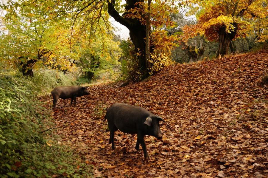 Santa Ana La Real - Cascada Joyoarancón - Bosque De Las Letras