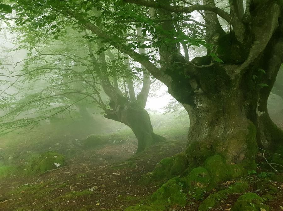 Parque Natural de Aizkorri y Camino de Santiago
