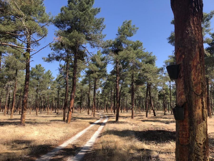 Camino de Santiago por la Campiña Segoviana