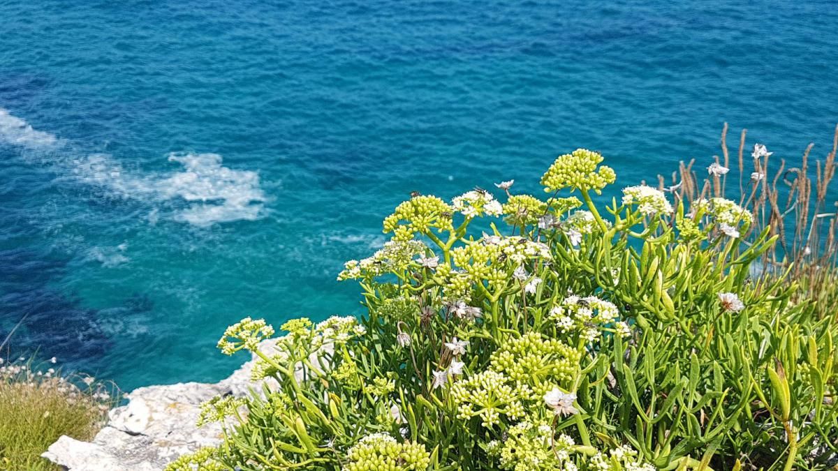Costa de Llanes (Poo - Celorio)