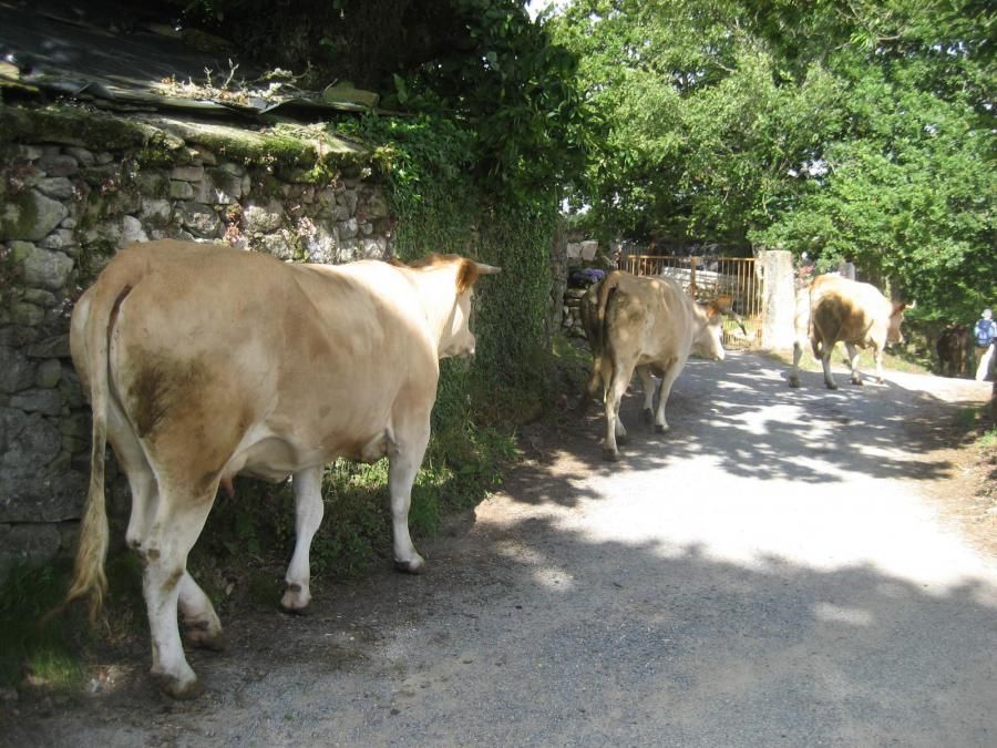Camino de Santiago (Sarria-Portomarin)