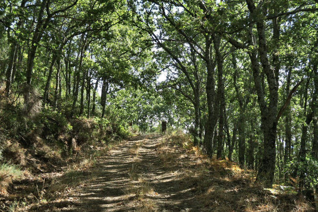 Camino del Molino de la Dehesa y del Haya
