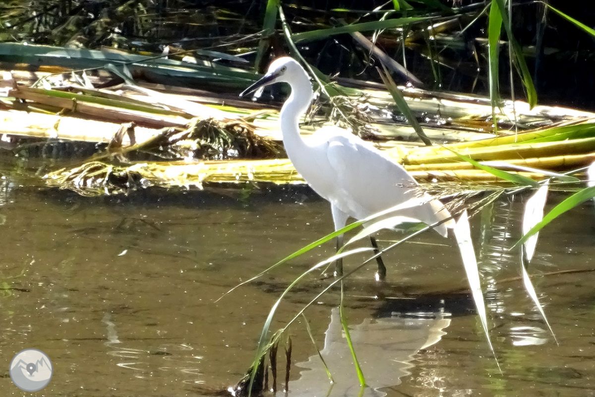 Visita al Parque Natural de Els Aiguamolls de l'Empordà