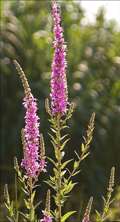 Riberas del Palancia