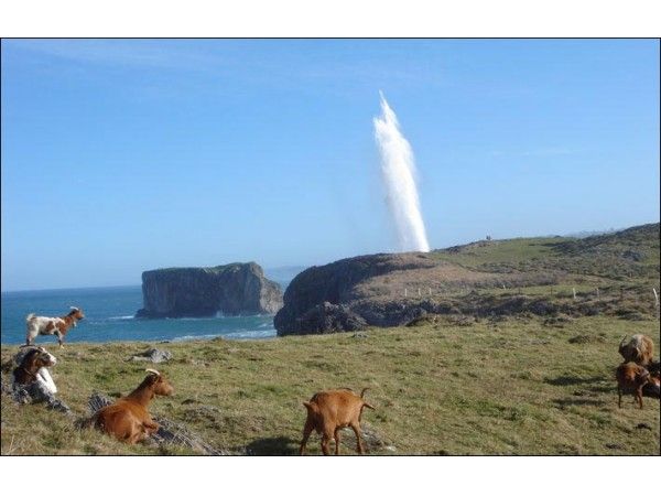 Bufones de Cue
