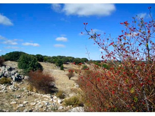 Ruta de la Pared del Castro