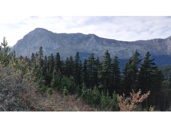 Tren Minero de Arrazola