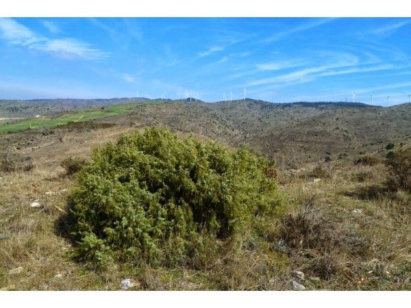 Parque Eólico Güerinda