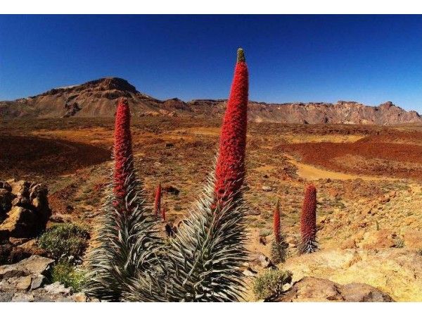 Lugar de las Cañadas del Teide